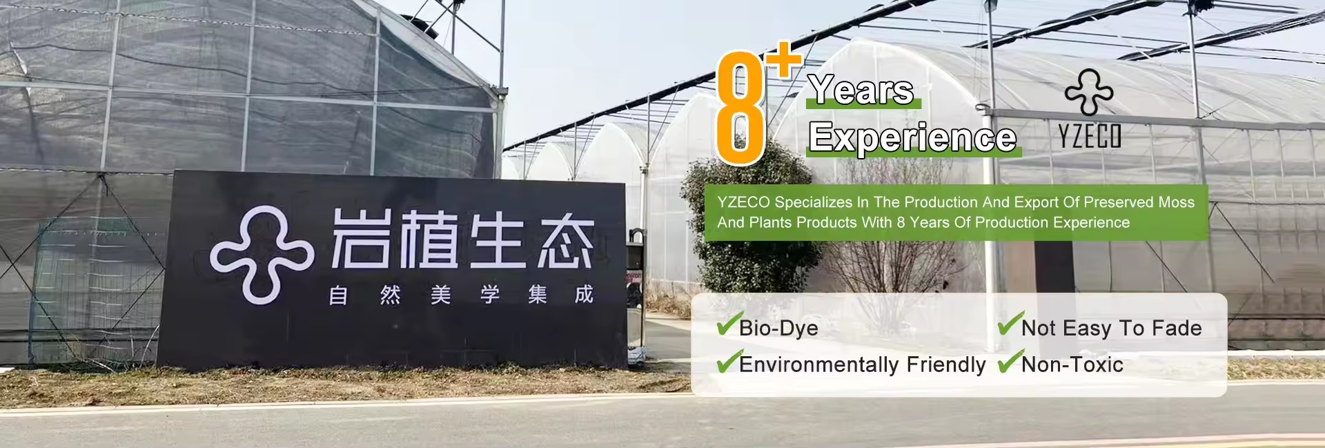 ποιότητας Φυσικό Διατηρημένο Μουσό εργοστάσιο